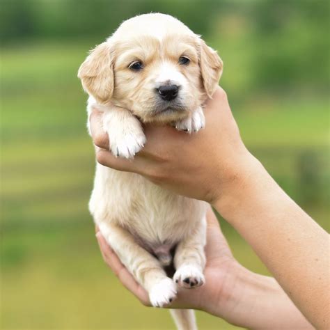 Puppy Comfort Golden Retriever Party Fun Outside Outdoors Nature