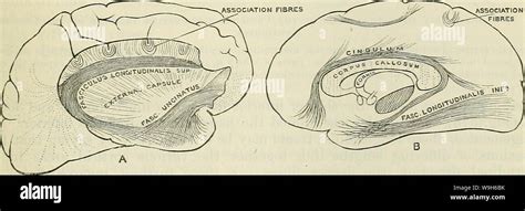 Anterior commissure hi-res stock photography and images - Alamy