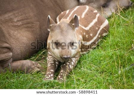 South American Tapir (Tapirus Terrestris; Brazilian Tapir; Lowland ...