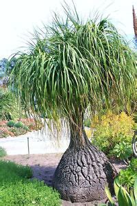 Beaucarnea Recurvata, RARE elephant foot ponytail palm CAUDEX bonsai 100 SEEDS | eBay