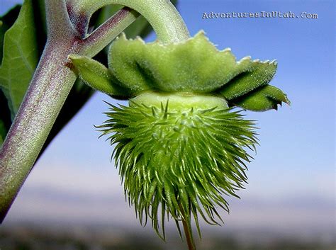 Moon Flower Seed Pod Flickr Photo Sharing