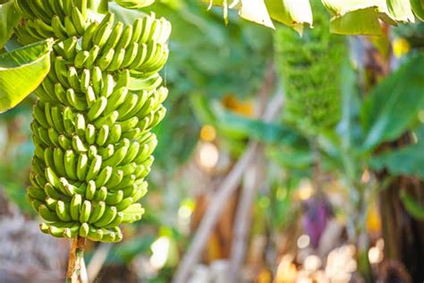 Planta O De Banana D Dinheiro