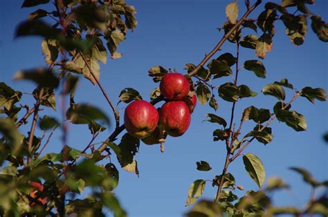 Pfel Apfelbaum Obst Kostenloses Foto Auf Pixabay Pixabay