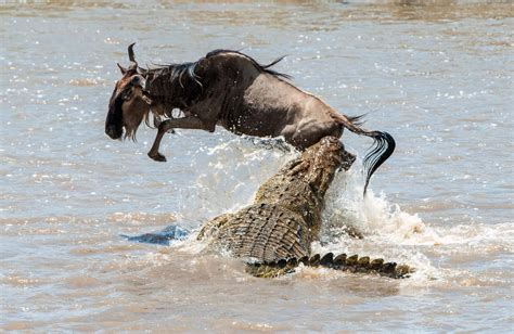 A Heart Pounding Encounter Wildebeest Escapes Crocodiles Jaws Twice