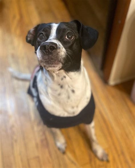 My Beautiful Girl Patiently Waiting For A Treat Yesterday Rmutt