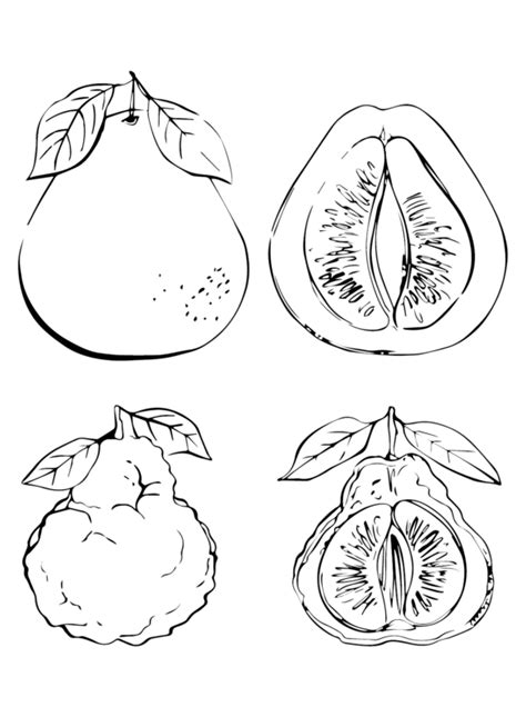 Pomelo Para Colorear Y Pintar Im Genes Para Dibujar Gratis