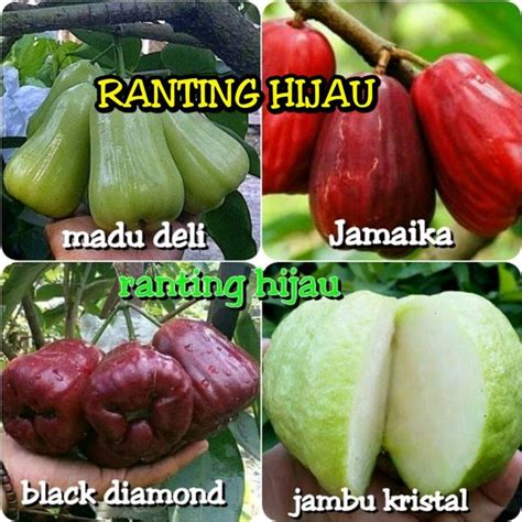 Jual Paket Bibit Jambu 4 Super Jamaika Kristal Madu Deli Black Diamond