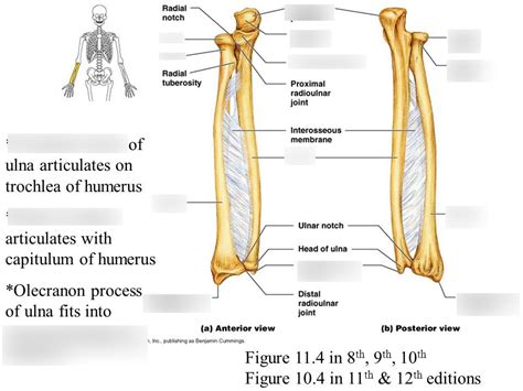 Forearm Ulna And Radius Diagram Quizlet