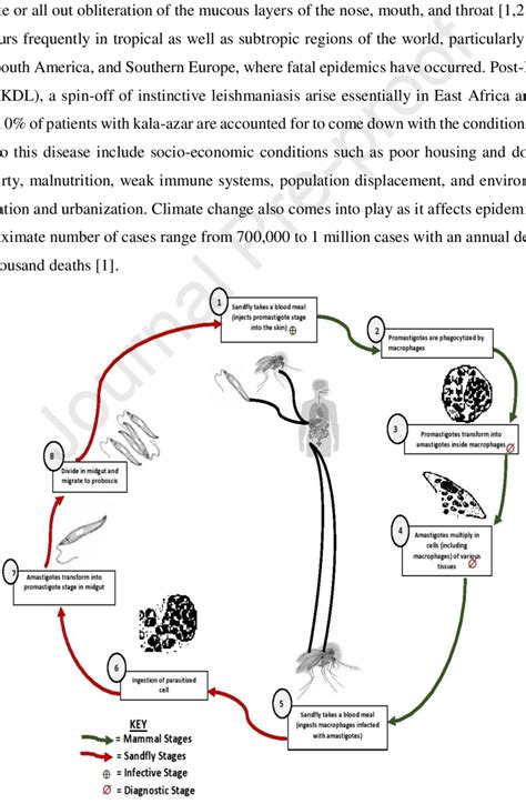 The Life Cycle Of Leishmania Sp Download Scientific Diagram