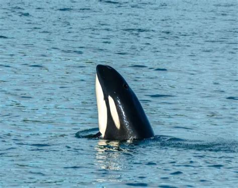 Las orcas no son todas de la misma especie según estudio en el