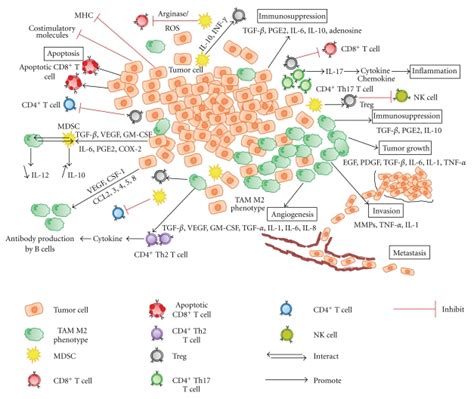 Immunosuppressive Mechanisms In The Tumor Microenvironment Several