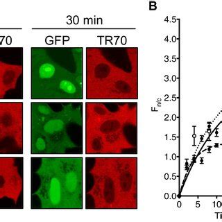 P Ctd Mediates Nuclear Import Of Gfp Dependent On Imp And Imp