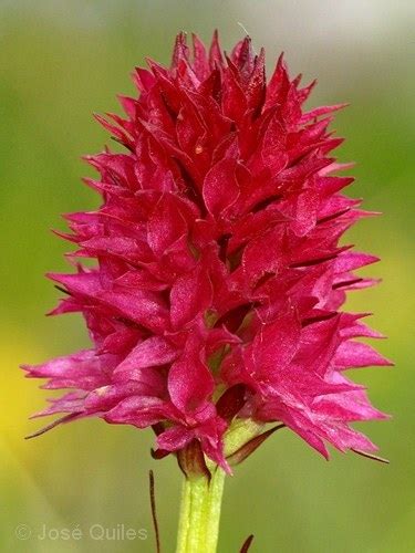 Nigritella Rubra