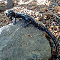 Santa Cruz Black Salamander Aneides Niger