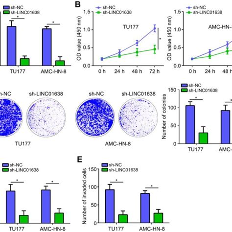 LINC01638 Knockdown Suppressed Proliferation Migration And Invasion