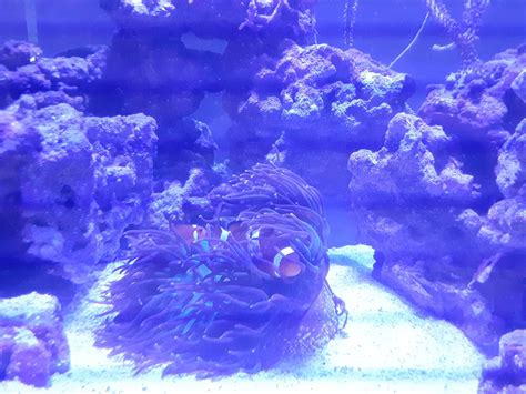 Price Reduced Fully Established 165 Gallon Saltwater Reef Aquarium