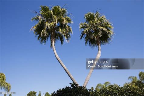 Twin Palm Trees High Res Stock Photo Getty Images