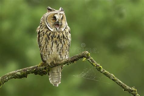 Long Eared Owl Scientific Name Asio Otus Editorial Stock Photo