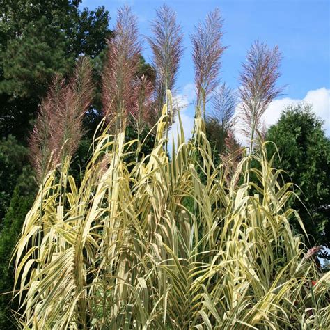 Arundo Donax Peppermint Stick Giant Reed Grass From Sandy S Plants