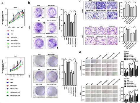 Lasp Enhances Proliferation And Migration Of Hbx Positive Hepatoma