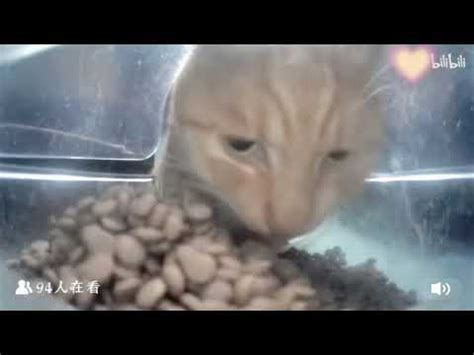 кот ест на камеру - YouTube