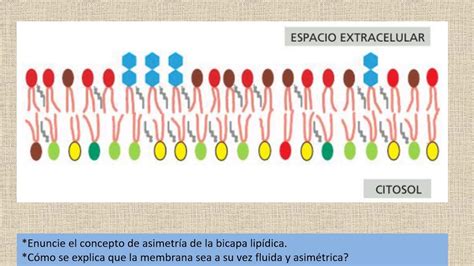 19 Membranas Biológicas La Asimetría De La Bicapa Lipídica Youtube