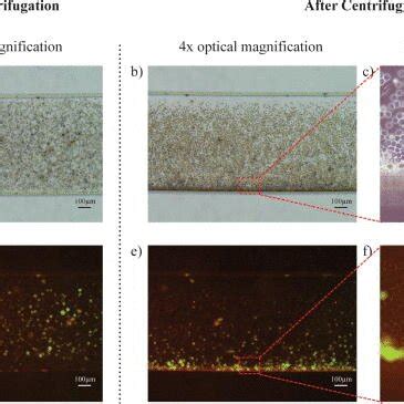 Microfluidic Chip Within A Swinging Bucket Minifuge A Schematic