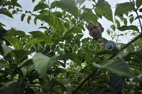 Dari Pohon Gambir Ke Kain Gambo Muba Antara Foto