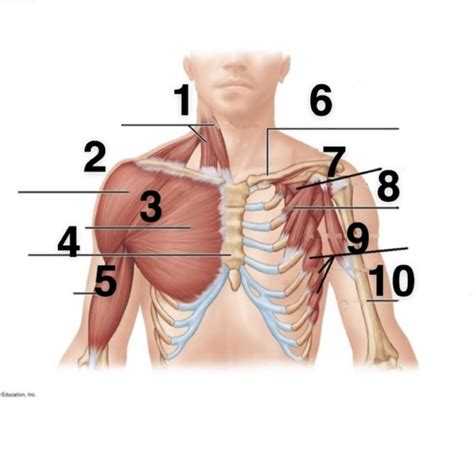 Chest Muscles Flashcards Quizlet