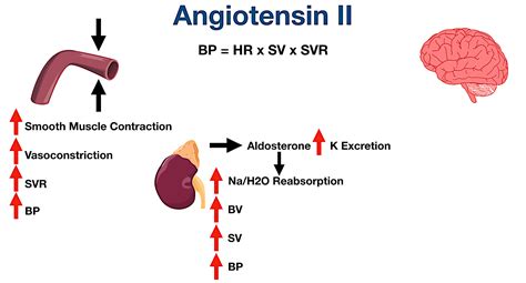 Angiotensin II Receptor Blockers (ARBs): Indications, Side Effects ...