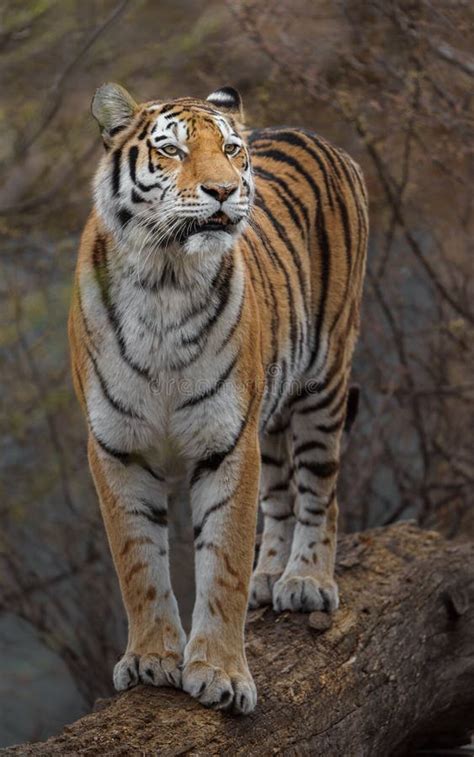 Siberian tiger stock photo. Image of bengal, endangered - 269863344