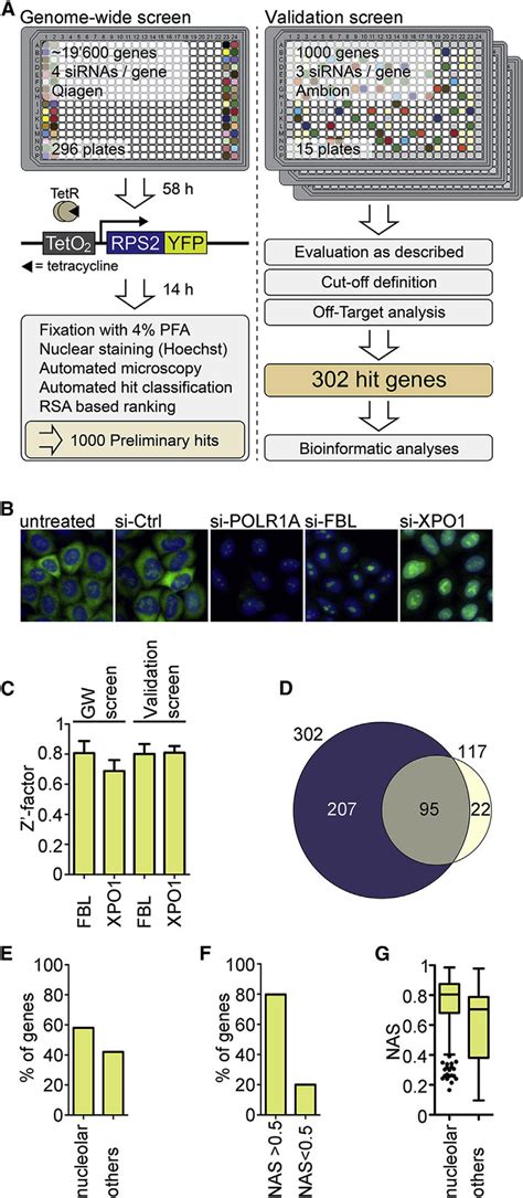 A Genome Wide Rnai Screen Identifies Factors Required For S Ribosomal