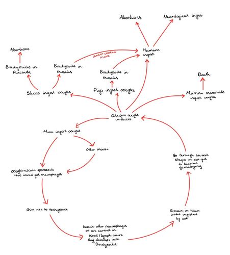 Pa9 Protozoa With Indirect Life Cycles Flashcards Quizlet