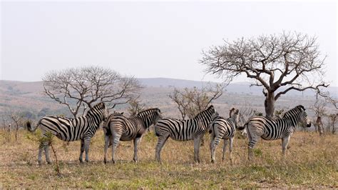 Zebras Africa – Free To Use Images