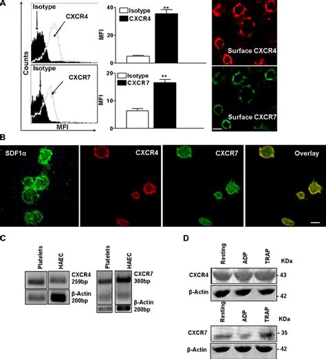 Human Platelets Express The Receptors For SDF 1 CXCR4 And CXCR7 A