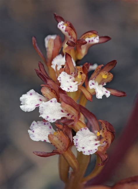 Spotted Coralroot Spotted Coralroot Corallorhiza Maculata Flickr