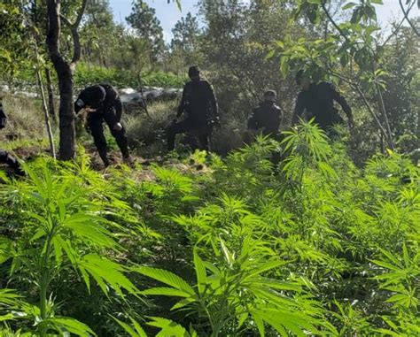 Policía Nacional Civil de Guatemala PNC erradica plantación de