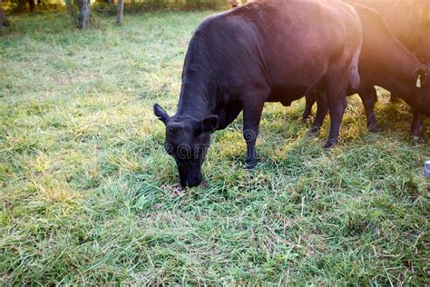 Rebanho Das Vacas De Carne Que Pastam Na Grama Em Um Campo Imagem De