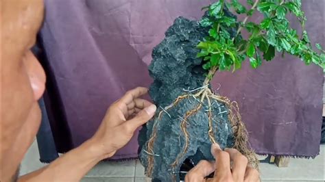 Cara Buat Bonsai Hokianti Mencengkram Batu YouTube