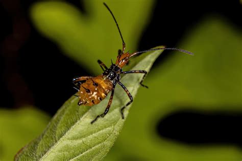 Saffron Bugs Eating My Tomatoes Bugspray