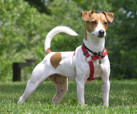 Jack Russell Cinsi Köpek Özellikleri ve Bakımı