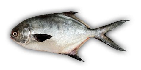 Real Fish Png Free Download Png Mart