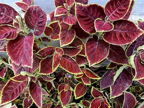 Coleus Planta Fundo De Folhas Vermelhas E Verdes Foto Premium