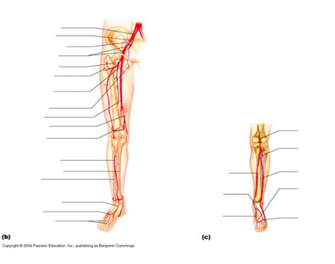 Arteries Of The Right Pelvis And Lower Limb Diagram Quizlet