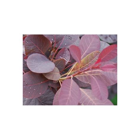 Cotinus Coggygria Lilla Dwarf Smoke Bush