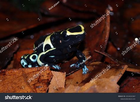 Poison Dart Frogs Dendrobates Leucomelas Cerro Stock Photo 2214222367 ...