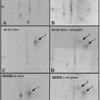 Two Dimensional Tryptic Phosphopeptide Mapping Of Phosphorylated Csk