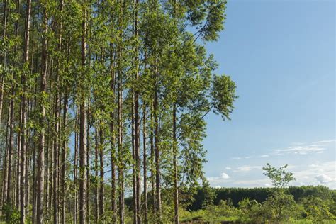 Arauco abre processo seletivo paraoperação Florestal no Mato Grosso do