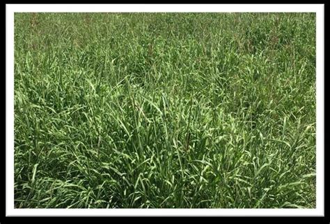 Paspalum Dilatatum Poir Bilgin And Tansı 2019 2021 Download Scientific Diagram