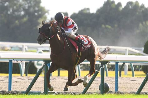 函館スプリントs2着ウイングレイテストがアイビスsdに参戦へ 畠山師「夏場の方が得意」 サンスポzbat